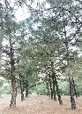 b483297d-eb89-423e-ab02-fdd928077281-Departamentos-Venta-Cortijo-de-San-Agustin-Tlajomulco-de-Zuniga-Jalisco-3707204.webp